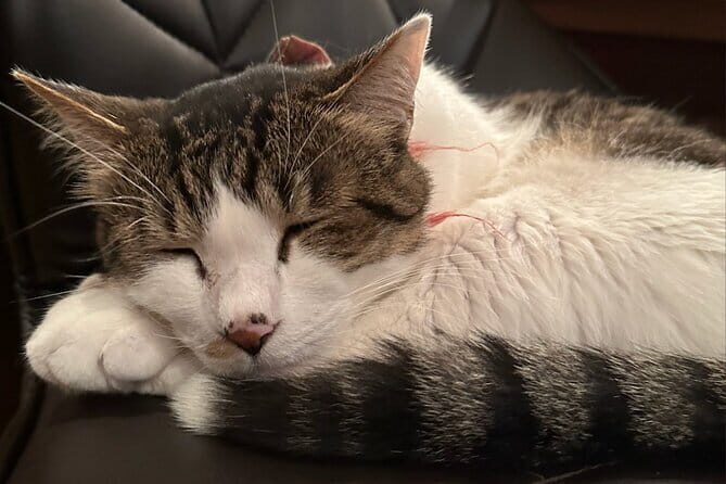 Cat Cafe & Bar Private Tour in Yanaka & Yushima - The Authenticity and Value of This Experience