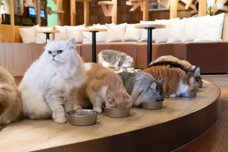 Cat Cafe MOCHA (Ikebukuro Main Store) - Key points to know