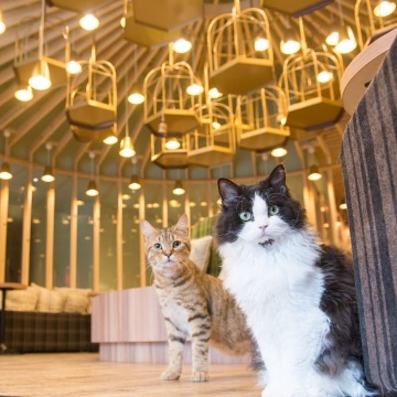 Cat Cafe MOCHA in Akihabara - What to know before you go