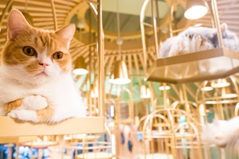 Cat Cafe MOCHA in Akihabara - A quiet break amid Akihabara’s shops