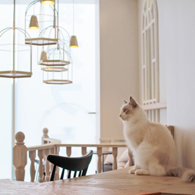 Cat Cafe MOCHA in Harajuku - What the MOCHA visit is really like