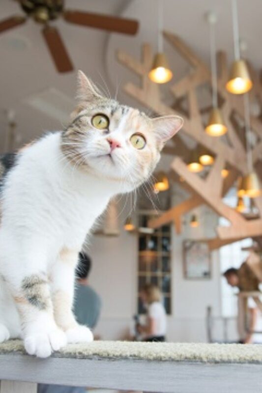 Cat Cafe MOCHA in Harajuku - Finding the café in Harajuku