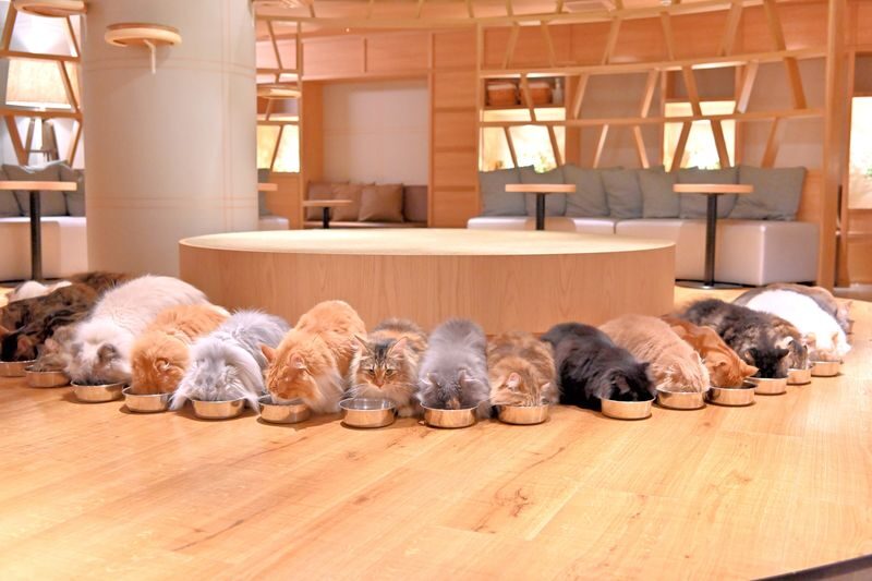 Cat Cafe MOCHA in Shinjuku - A few things to know before you go