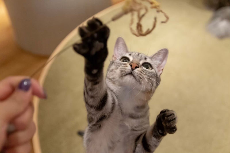 Cat Cafe MOCHA in Shinjuku - Shinjuku’s cat lounge is built for a slower stop