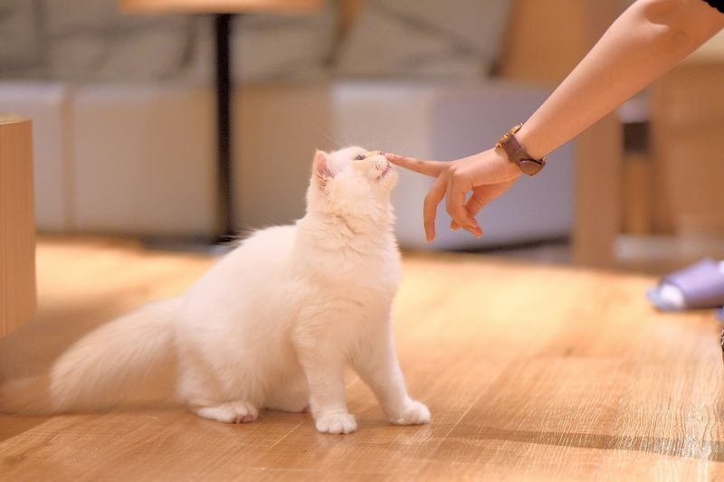 Cat Cafe MOCHA in Shinjuku - Getting acquainted with the cats