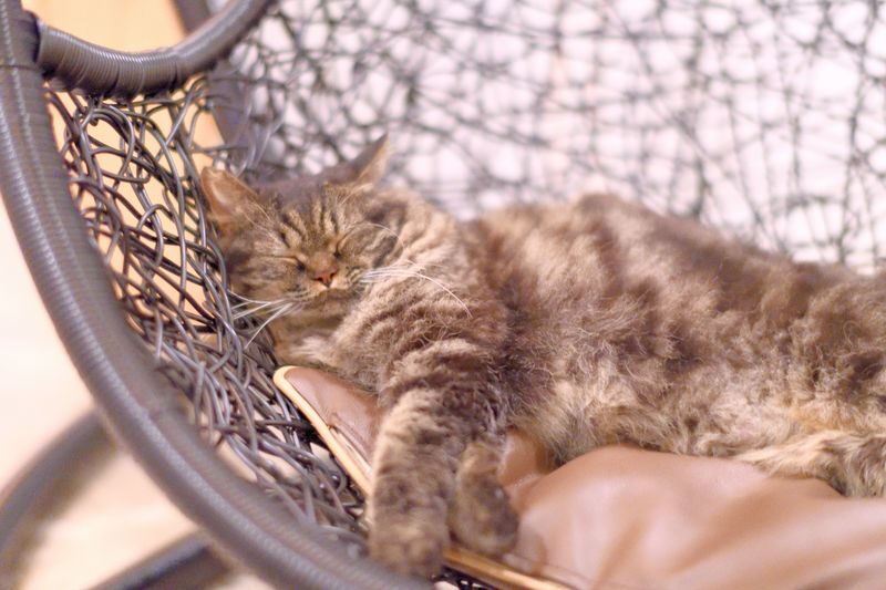 Cat Cafe MOCHA in Shinjuku - Feeding time, toys, and quieter ways to spend your visit