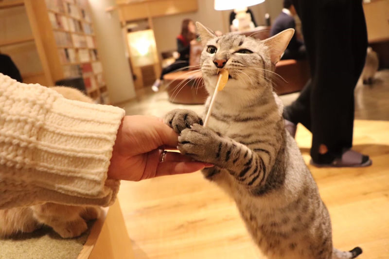 Cat Cafe MOCHA in Shinjuku - Choosing between the Tourist Special Pack and other tickets