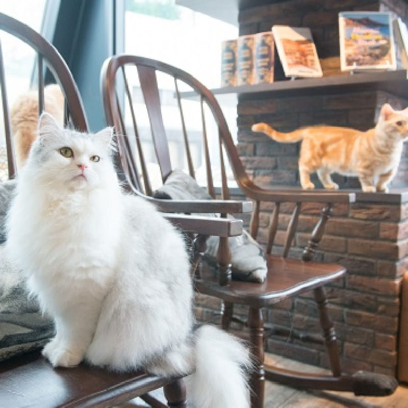 Cat Cafe MOCHA (Shibuya Center-gai) - A quiet corner above Shibuya Center-gai