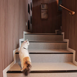 Cat Cafe MOCHA (Shibuya Center-gai) - Getting there and settling in