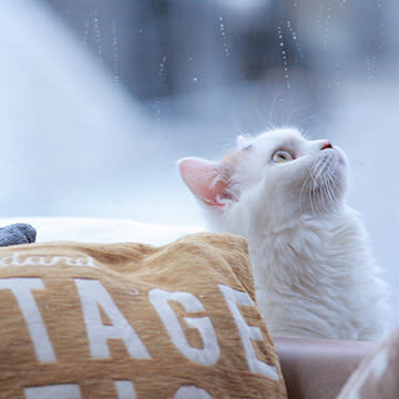 Cat Cafe MOCHA (Shibuya Center-gai) - Cats set the pace