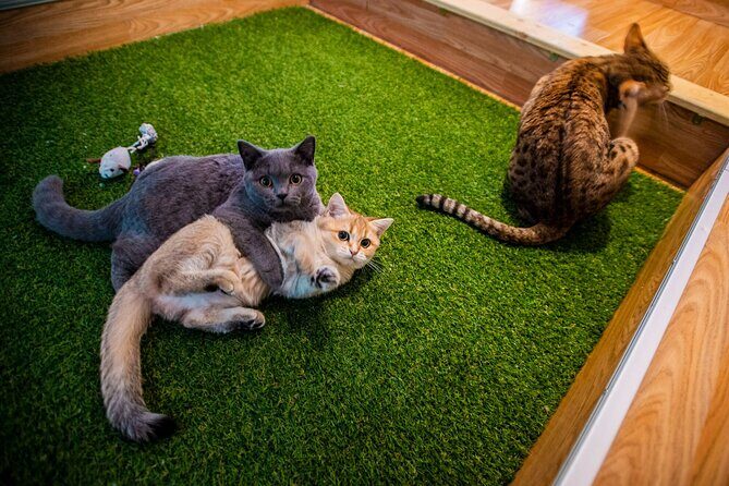 Cat Museum Budapest Entry Ticket - Discover Budapest’s Feline Charm at the Cat Museum