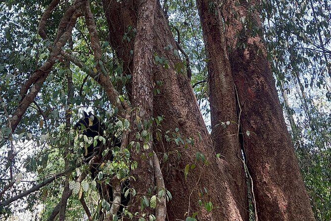 Cat Tien National Park Tour: Biking, Walking, Wildlife Safari - FAQ