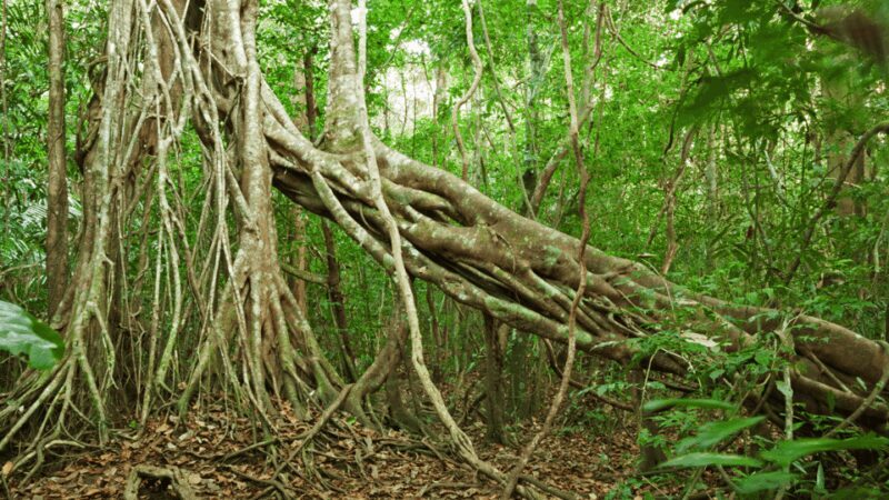 Cat Tien National Park with Crocodile Lake - Key Points