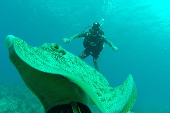 Catalina Island Diving - A Closer Look at the Catalina Island Diving Tour