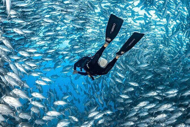 Catalina Island Diving - The Sum Up