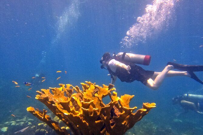 Catalina Island Diving - FAQ