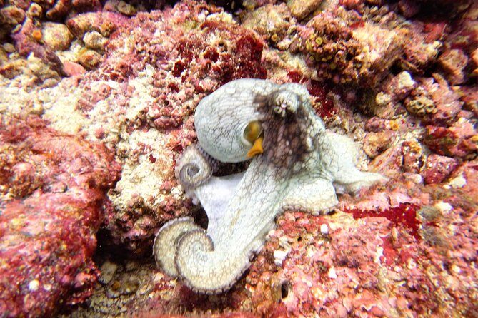 Catalina Island Diving Tour From Tamarindo - Certified Only - The Return Trip and Overall Value