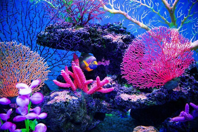 Catalina Island Even more unspoilt than Saona - Detailed Review of the Catalina Island Tour