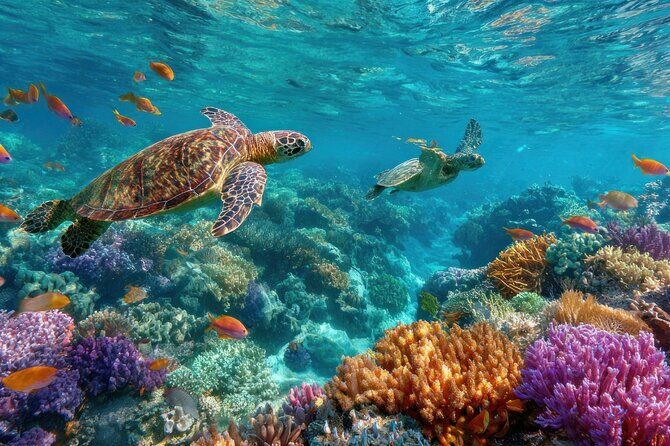 Catalina Island even more unspoilt than Saona Island - Exploring Catalina Island: A Genuine Day of Caribbean Calm and Adventure