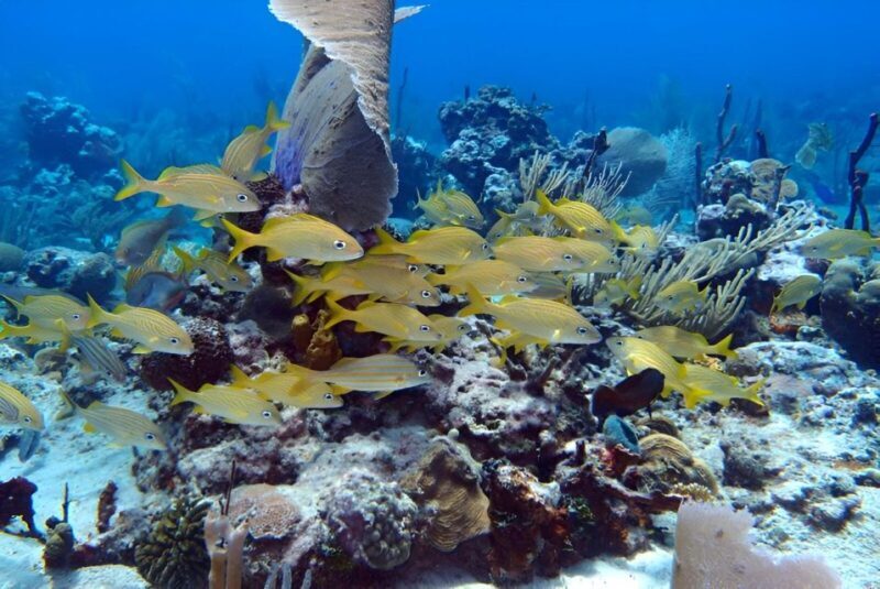 Catalina Island Full-Day Snorkeling + Lunch from Punta Cana - Who Will Love This Tour?