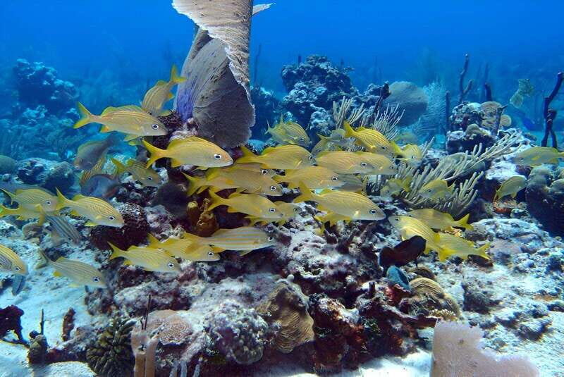 Catalina Island Full-Day Snorkeling + Lunch from Punta Cana - Exploring the Experience in Detail