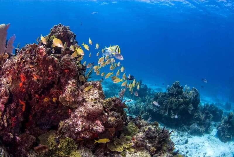 Catalina Island Full-Day Snorkeling + Lunch from Punta Cana - Final Thoughts