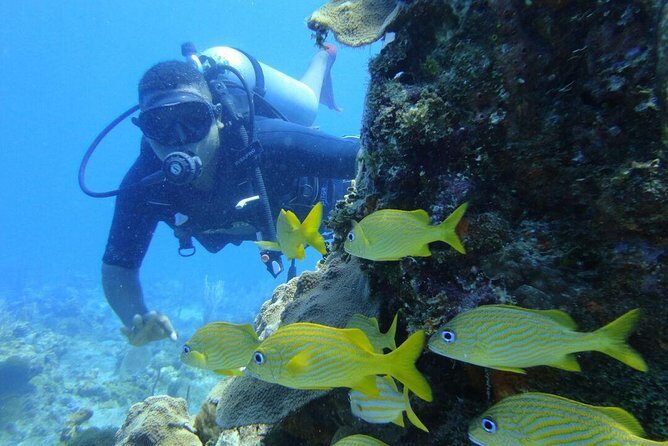 Catalina Island Scuba Diving and Snorkeling Tour from Punta Cana - Key Points