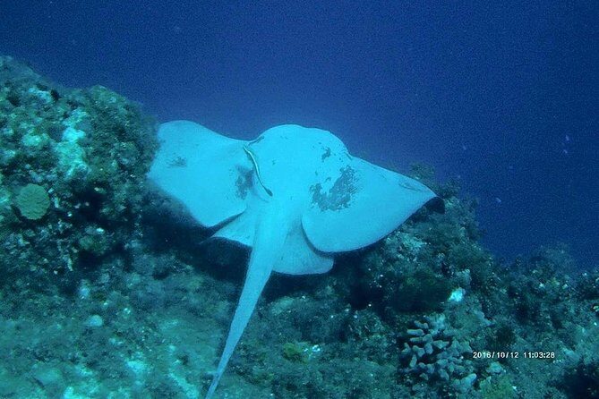 Catalina Island Scuba Diving and Snorkeling Tour from Punta Cana - Who Should Consider This Tour?