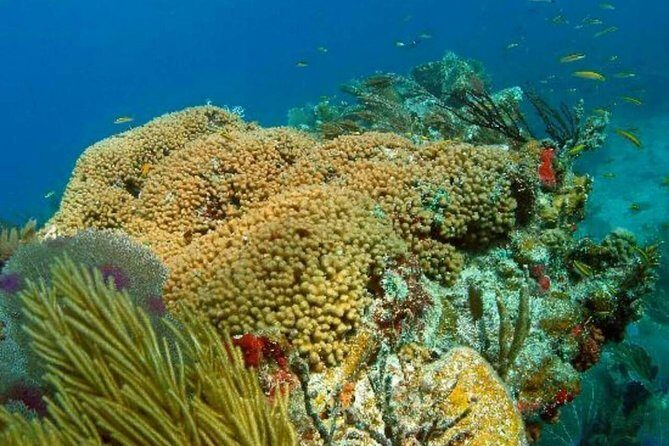 Catalina Island Scuba Diving and Snorkeling Tour from Punta Cana - FAQs