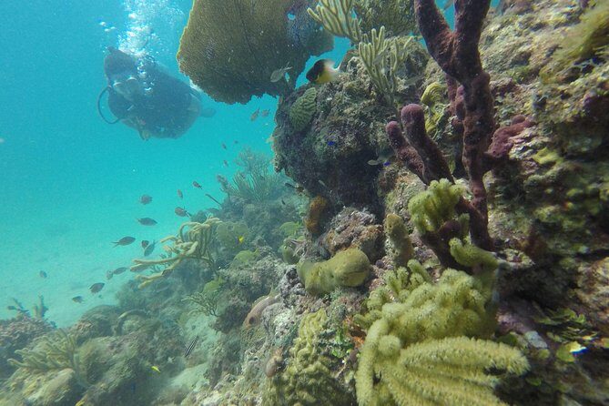 Catalina Island With Scuba Diving - Amazing Full Day Tour Activity - Key Points