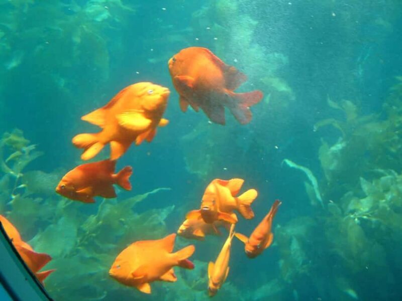 Catalina Island: Yellow Semi-Submarine Cruise - A Deep Dive into Catalinas Underwater World
