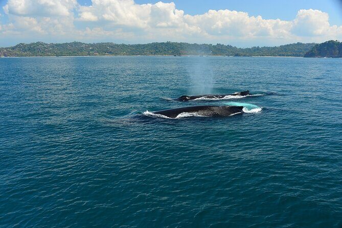 Catamaran Adventure From Manuel Antonio - FAQ