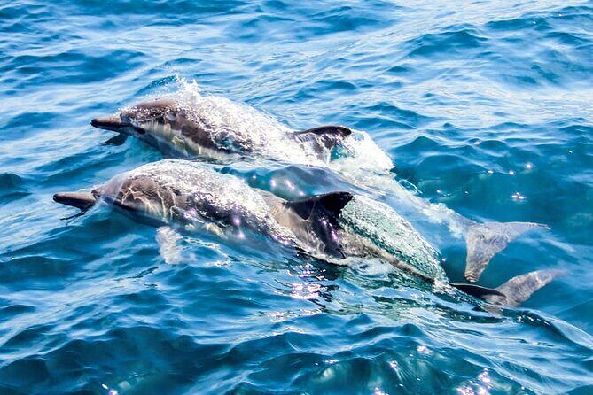 Catamaran Cruise to Dia Island with Meal and Water Activities - The Sum Up: A Well-Rounded Crete Sea Day
