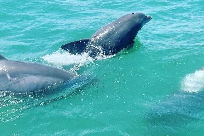 Catamaran Dolphin Cruise in Myrtle Beach with Barrier Island Stop - Delving Into the Myrtle Beach Catamaran Experience