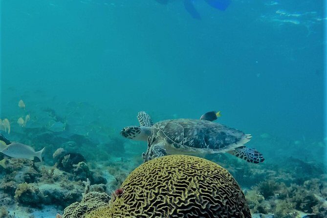 Catamaran Group Sightseeing, Snorkeling Tour Isla Mujeres - Logistics and Practicalities