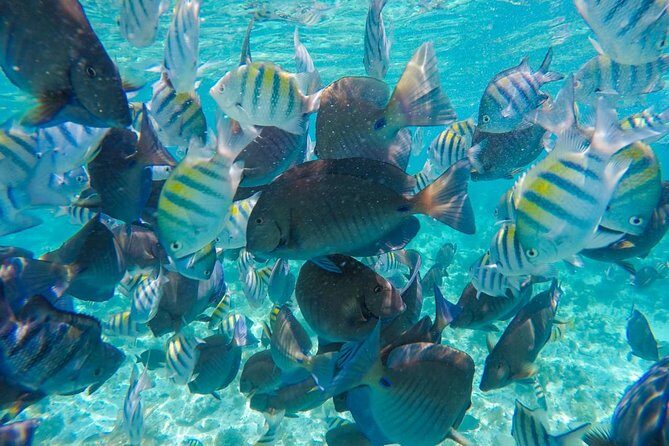 Catamaran Group Sightseeing, Snorkeling Tour Isla Mujeres - The Sum Up