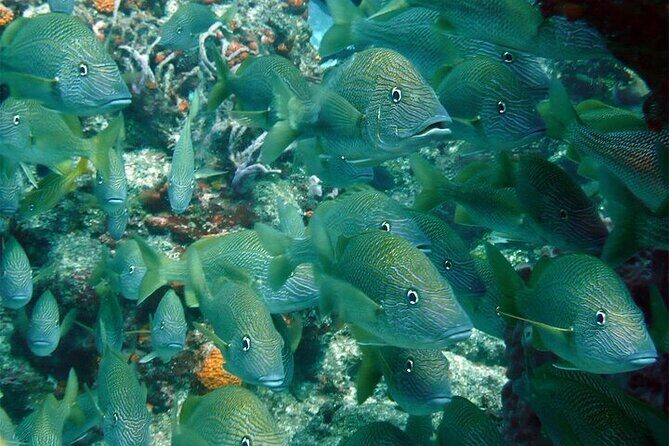 Catamaran Isla Mujeres Drinks and Lunch Party - FAQ Section