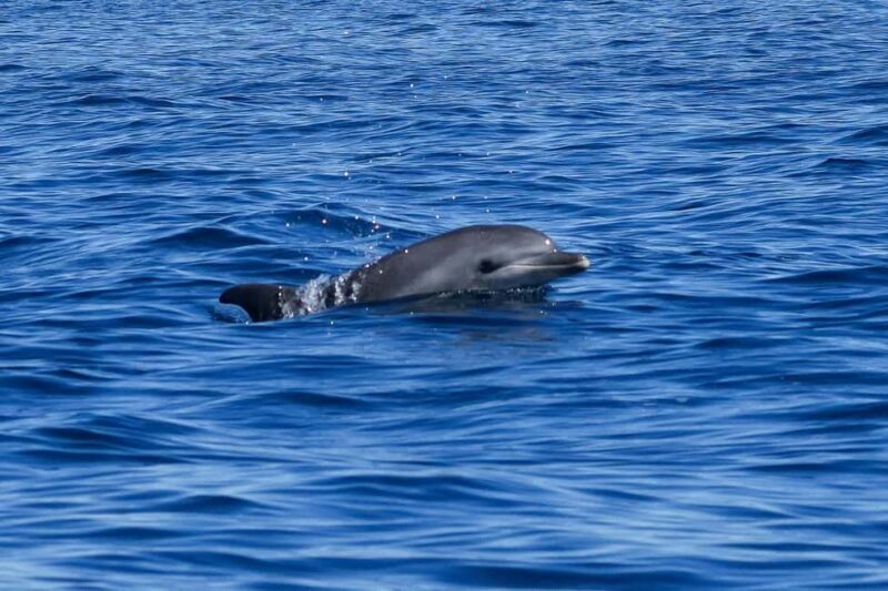Catamaran Le Providence: Discover the bottlenose dolphin at Le Grau-du-Roi - The Experience in Detail: what to Expect