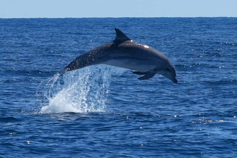 Catamaran Le Providence: Discover the bottlenose dolphin at Le Grau-du-Roi - The Sum Up