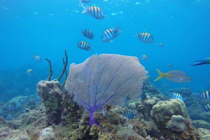 Catamaran Party Cruise To Dunns River Falls - Who Is This Tour Best Suited For?