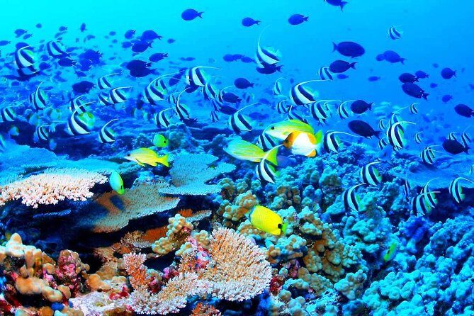 Catamaran Sail and Snorkeling Tour with Open Bar in Puerto Morelos - Who Will Love This Experience?