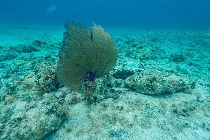 Catamaran to Mujeres Island with Open Bar on Board from Cancun - FAQ