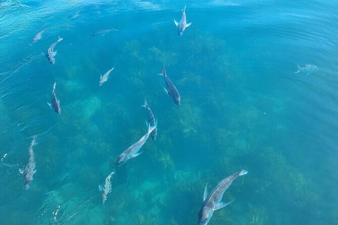 Cathedral Cove 2 Hour Guided Tour Explore Marine Wonders - FAQs