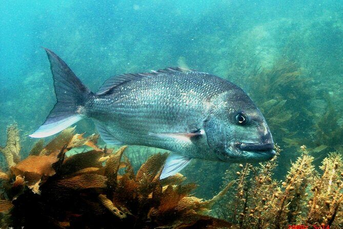 Cathedral Cove Marine Reserve - Specialised Boat Snorkeling - A Closer Look at the Snorkeling Adventure