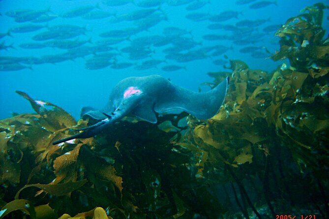 Cathedral Cove Marine Reserve - Specialised Boat Snorkeling - Who Should Consider This Tour?