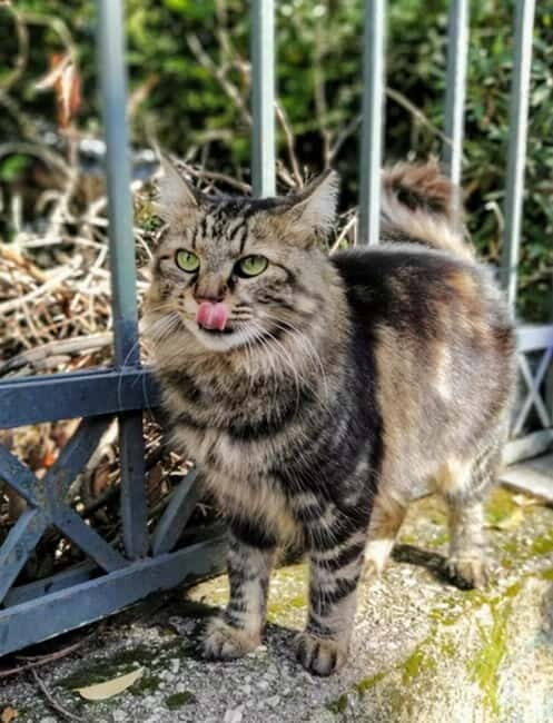 Cats of Athens - Walking Tour - Final Thoughts: Who Will Love This Tour?