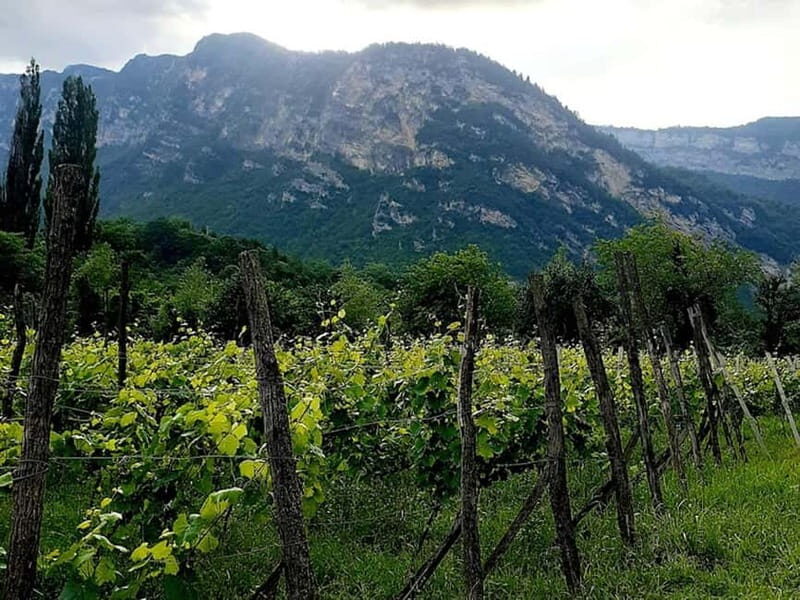 Caucasus: Wine Cellars Tour in Microzones of Racha-Lechkhumi - Frequently Asked Questions