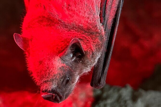 Cave, Bats and Boas Night Tour - Puerto Rico - Exploring the Night in Puerto Rico: An In-Depth Review
