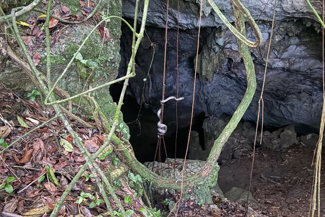 Cave, Bats and Boas Night Tour - Puerto Rico - Who Should Consider This Tour?