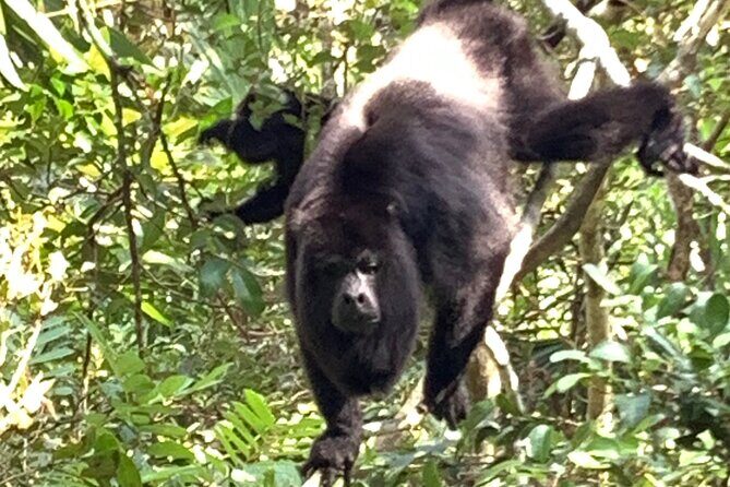Cave Tubing Paradise and The Howler Monkey Sanctuary - The Value and Practicalities